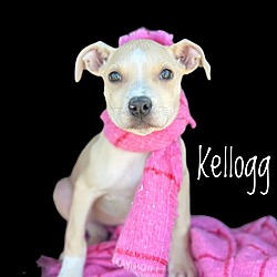 Photo of Kellogg