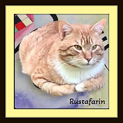 Photo of Rustafarin - Affectionate