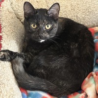 adopt-pet