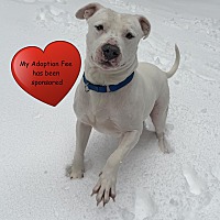 adopt a pet