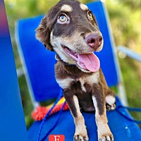 adopt a pet
