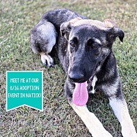adopt a pet