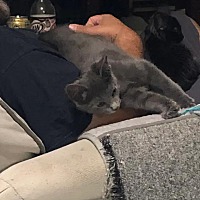 adopt a pet