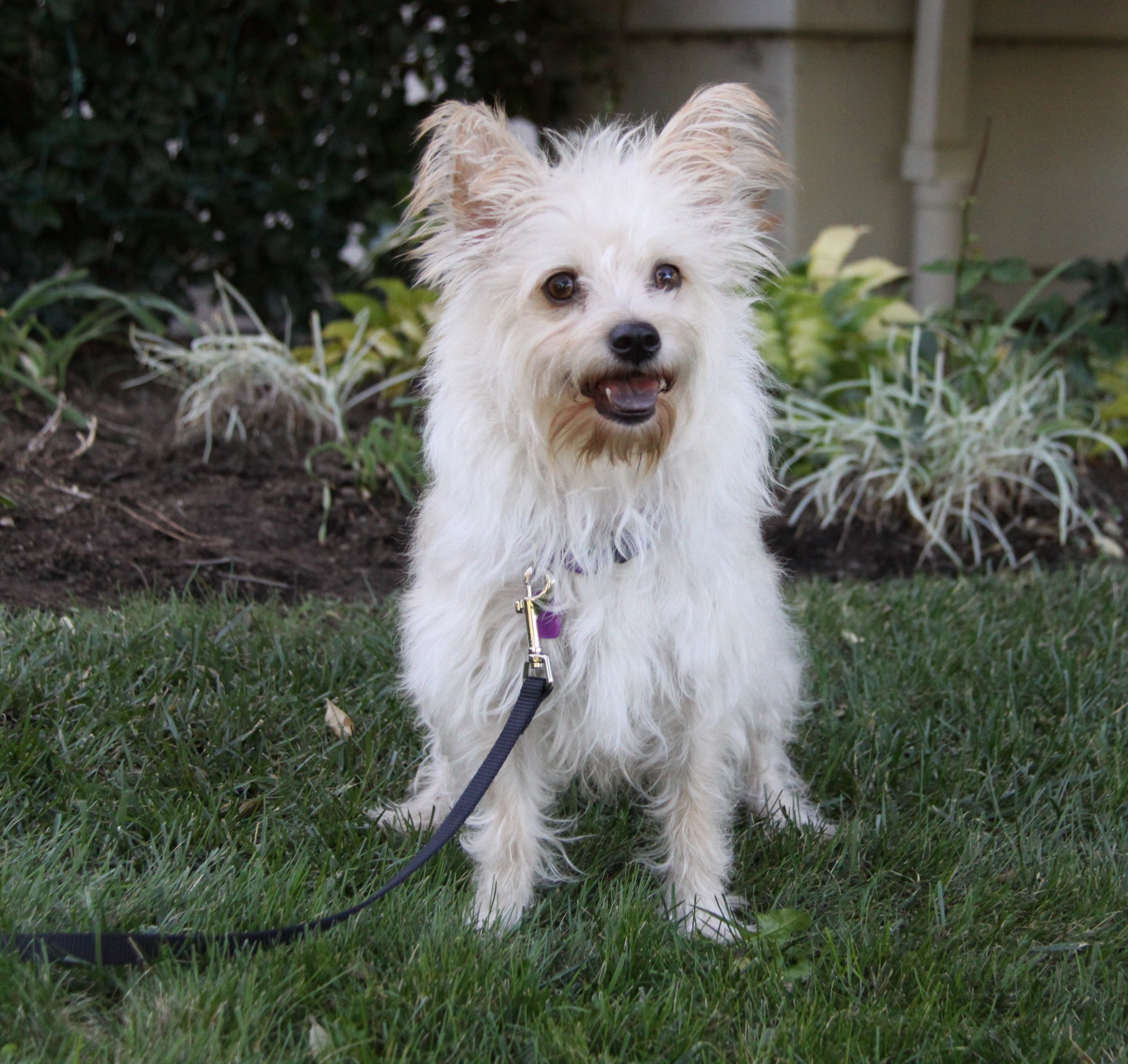 Newport Beach Ca Westie West Highland White Terrier Meet Jackie A Pet For Adoption