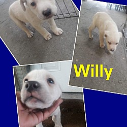Thumbnail photo of Willy #1