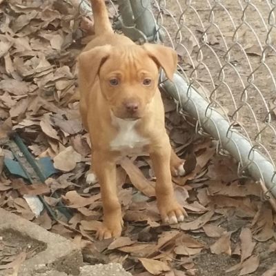 Richmond Va Mountain Cur Meet Paul Bunyan A Pet For Adoption