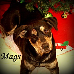 Thumbnail photo of Mags~adopted! #1
