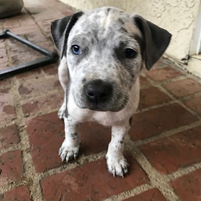 teacup staffordshire bull terrier