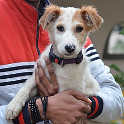 Thumbnail photo of Tara- Indian Pariah pup #2