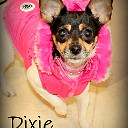 Thumbnail photo of Dixie~adopted! #3