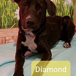 Thumbnail photo of Diamond ~pending~ #2