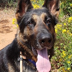 Puppies For Sale In Sacramento California Adoptapet Com