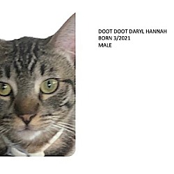 Photo of Doot Doot (Active kitty - I love to play!)