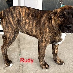 Thumbnail photo of Rudy #3