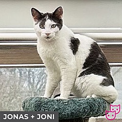 Thumbnail photo of Jonas (bonded with Joni) #2