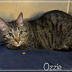 Thumbnail photo of OZZIE #2