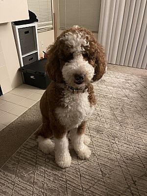 San Diego, CA - Goldendoodle. Meet Sesame a Pet for Adoption ...