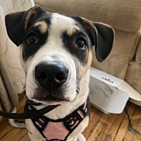 adopt a pet