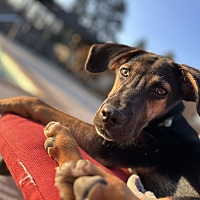 adopt a pet