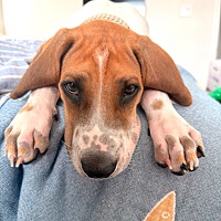 adopt a pet