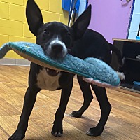 adopt a pet