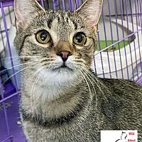 adopt-pet
