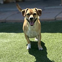 adopt a pet