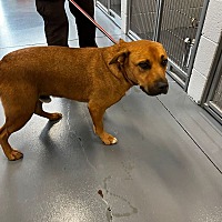 adopt a pet