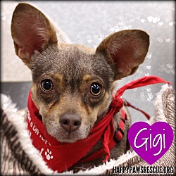 Thumbnail photo of Gigi #1
