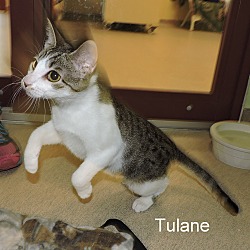 Thumbnail photo of Tulane #4