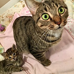 Photo of Mom and kittems