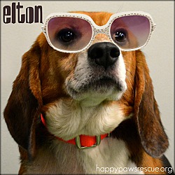 Photo of Elton