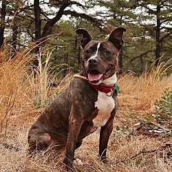 Thumbnail photo of Ladybelle- Foster or Adopt #2