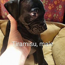 Photo of Tiramisu