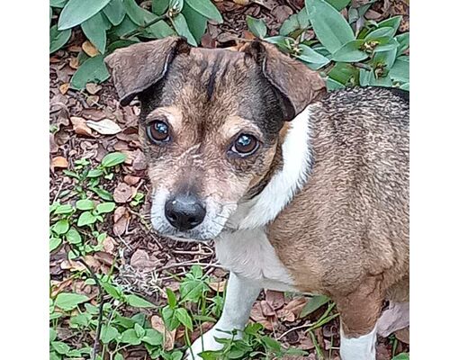 Pittsburgh, PA - Beagle/Terrier (Unknown Type, Medium). Meet Mr ...