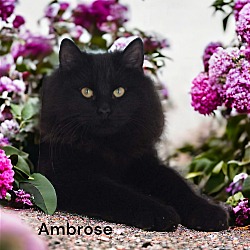 Photo of Ambrose