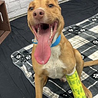 adopt a pet