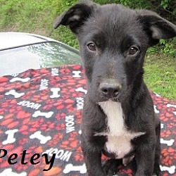 Thumbnail photo of Petey #1