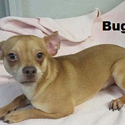 Thumbnail photo of Bugsey #3