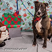 Oceana County Animal Shelter in Shelby, Michigan