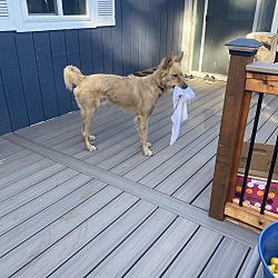 Photo of Kobi
