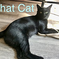 Photo of That Cat