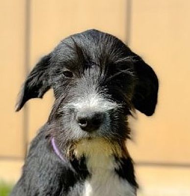 Edgar, WI - German Wirehaired Pointer/Schnauzer (Giant). Meet Claudette