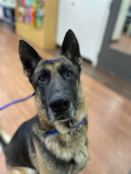 Baton Rouge, La - German Shepherd Dog. Meet Gaulden A Pet For Adoption 