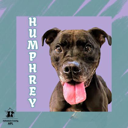 Photo of Humphrey