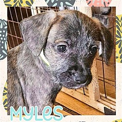 Thumbnail photo of Myles #2