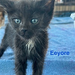Photo of Eeyore