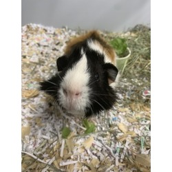 Thumbnail photo of Wilbur #2