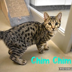 Thumbnail photo of Chim Chim #3