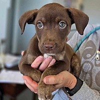 adopt a pet